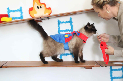 trainer feeding treats to a cat dress in costume