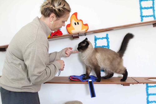 trainer using treats with cat and introducing to costume