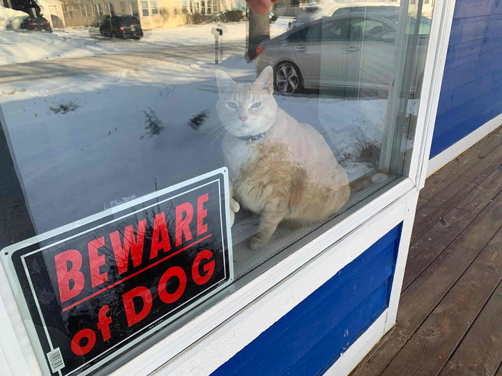 Cat dressed as dog