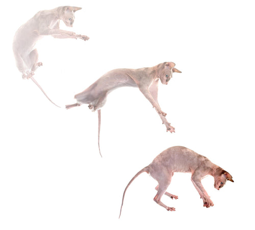 cat falling while twisting body