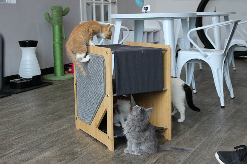 Kittens using The Grotto Cat Tree in a cat cafe