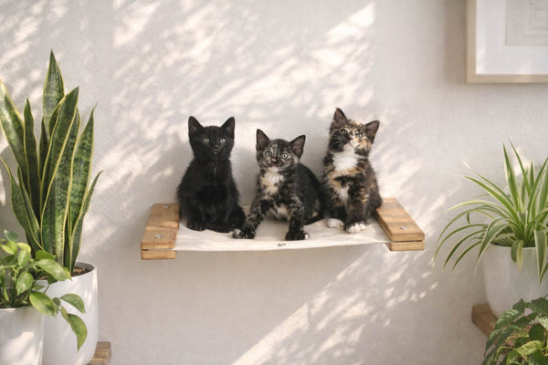 kittens sitting on a natural colored hammock in living room setting