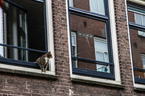 cat hanging out of window