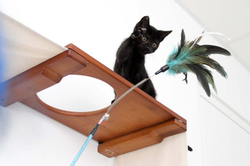 kitten on a cat shelf playing with a feather toy