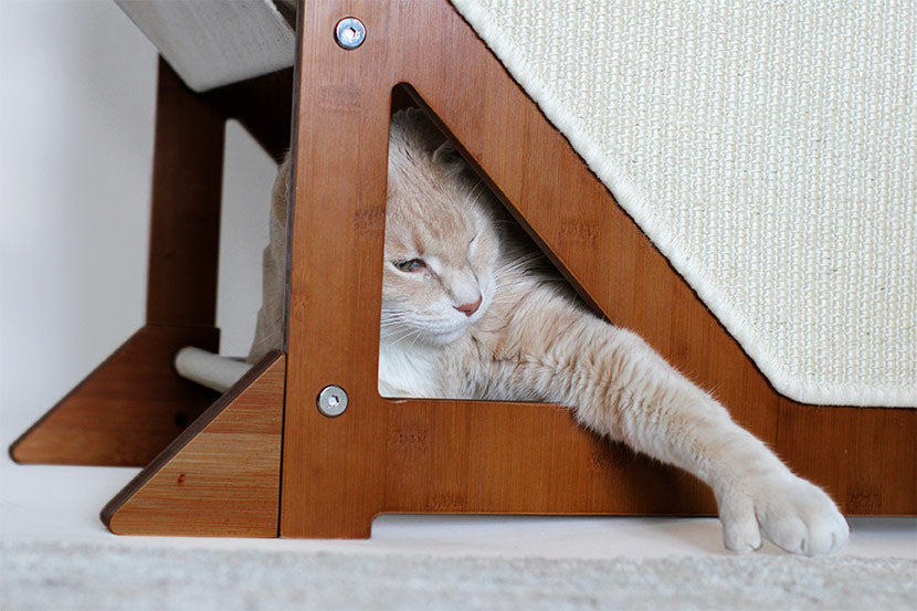 Cat playing at the bottom of the Overlook Cat Tree