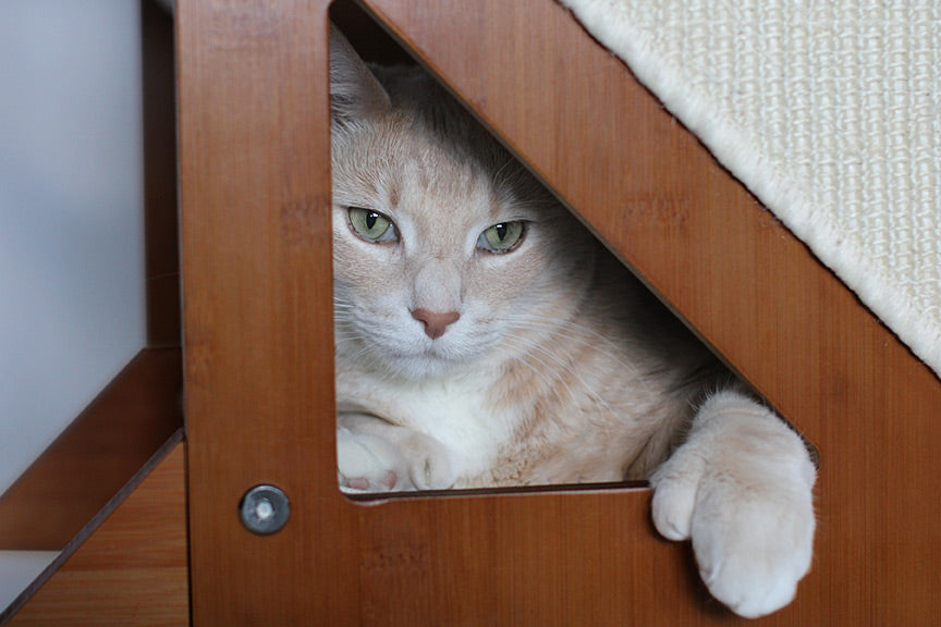 Cat the bottom of the Overlook Cat Tree