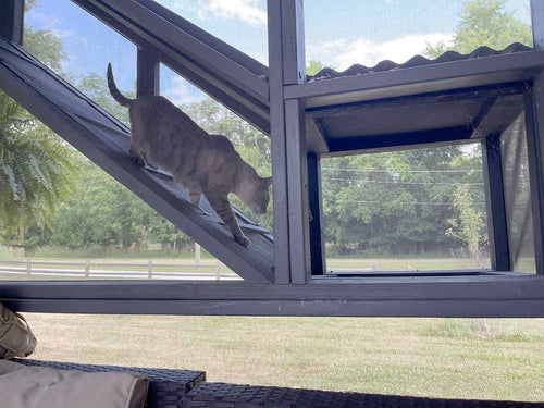 cat walking down a ramp in catio