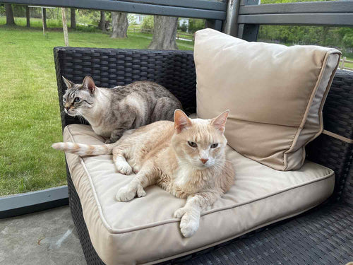 cats laying on catio chair
