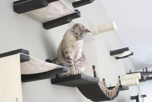 cat sitting on cat condo and looking down with a perplexed expression