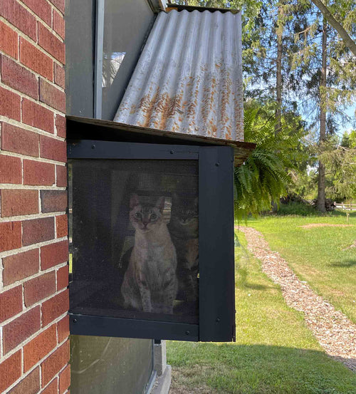Cats looking outside from in catio