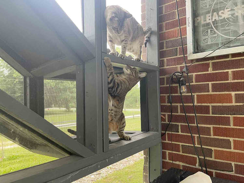 two cats playing in catio