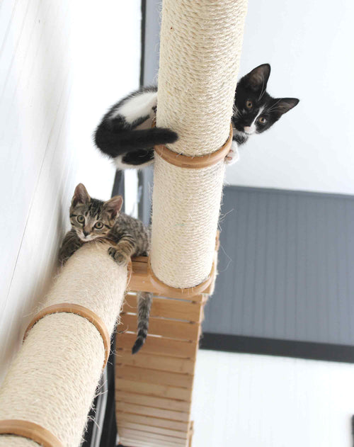 cats resting up high