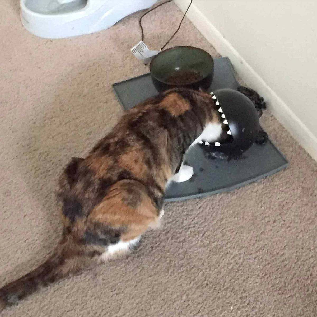 cat eating out of chain chomp cat bowl