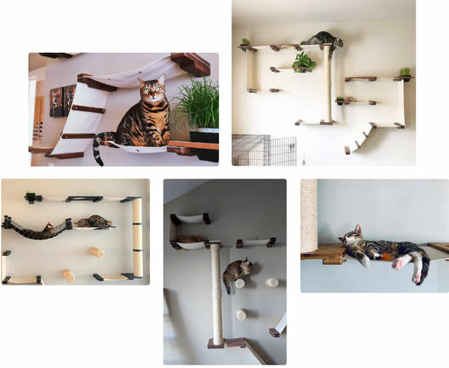 Cats on cat condos