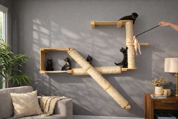 cats climbing on a cat condo playing with a cat toy in livingroom