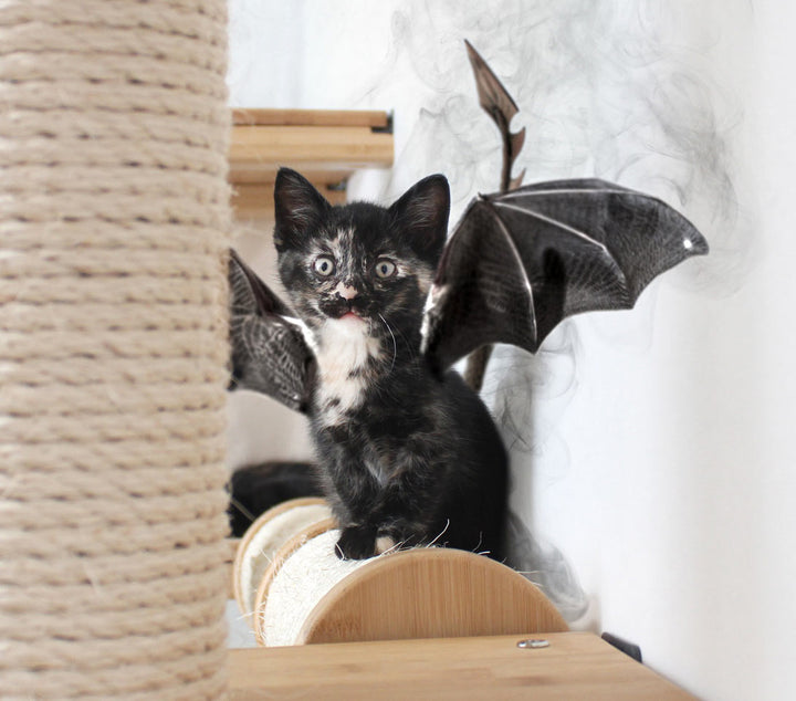 Cat digitally altered to look like dragon