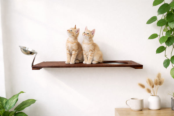 Two cats sitting on a wooden shelf with a white wall and plants in the background