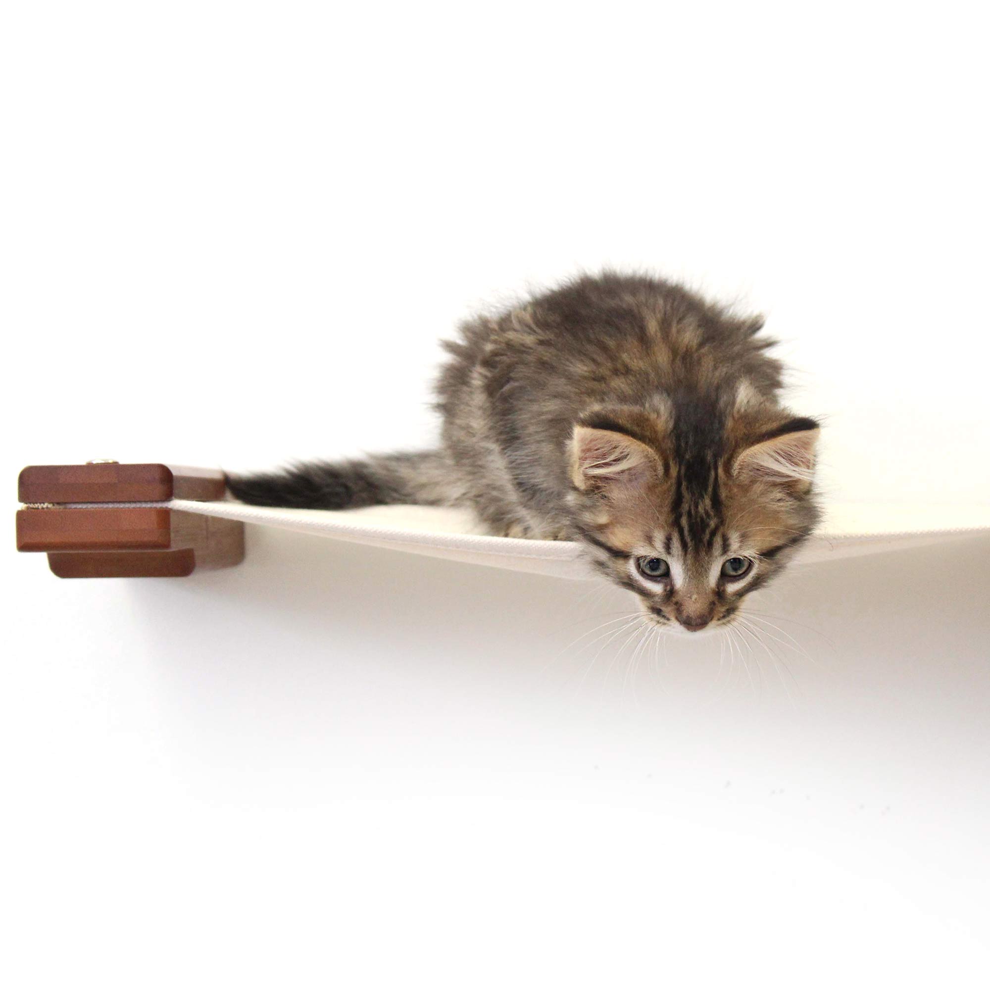 small kitten on a canvas cat hammock