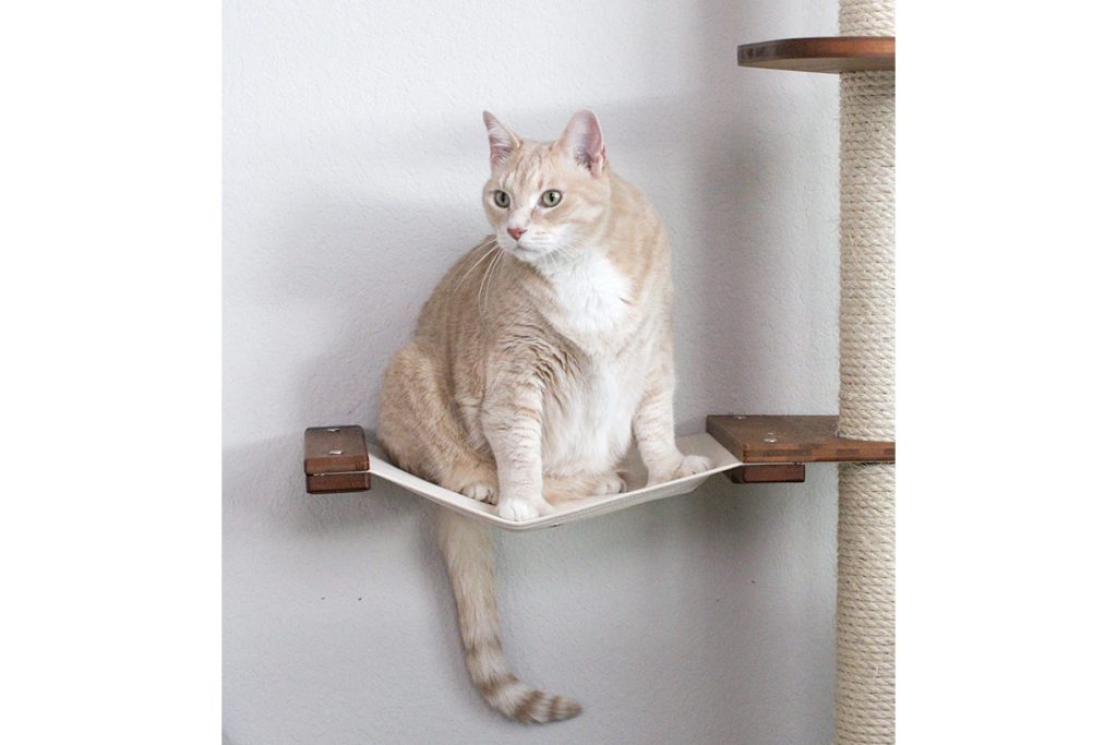 Cat on The Expedition Cat Condo