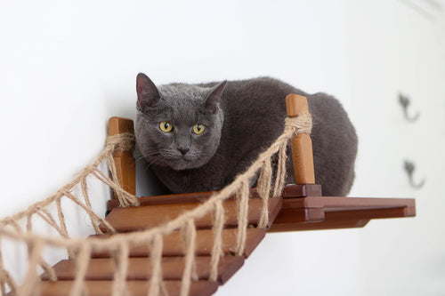 Grey cat perched on Bridge with Landings. Pictured in English Chestnut/Twine.