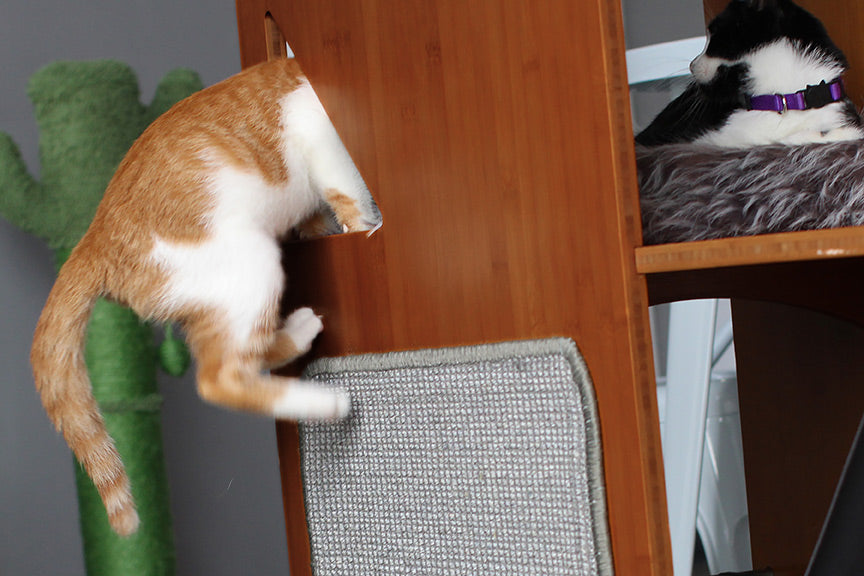 Cat going through the small window on the Overlook Cat Tree