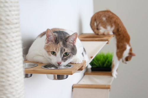 cat eating out of food bowl on a cat condo with another cat in the background stretching