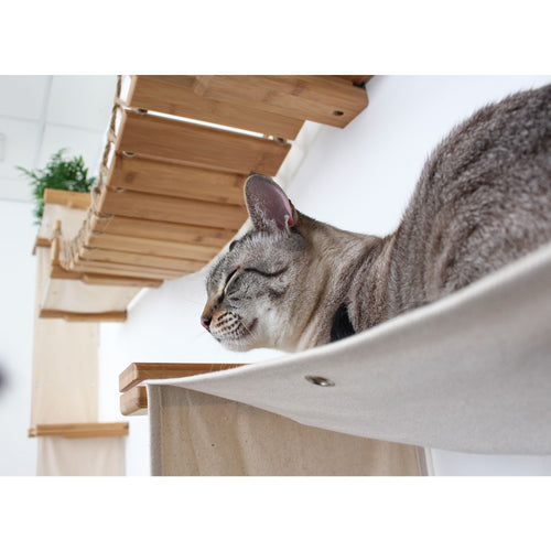 Kitty napping on a cat hammock