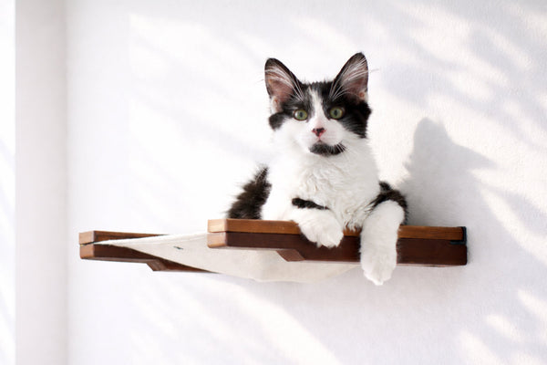 Black and white cat sitting on a wooden shelf against a white background