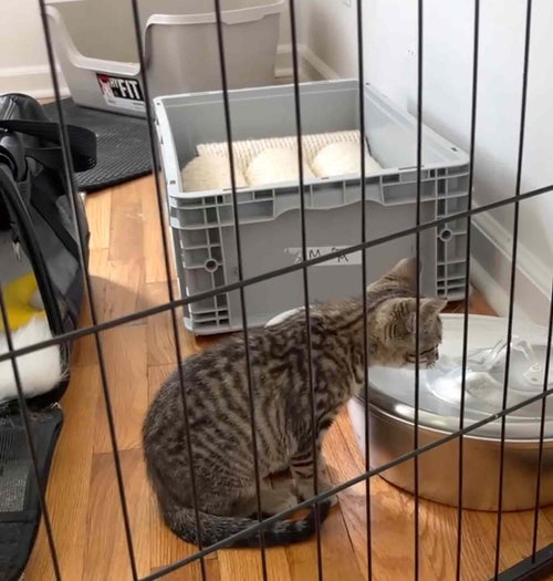 kitten in safe space home from being adopted
