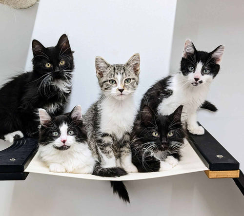 kittens sitting together on hammock
