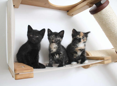 Kittens on The Crossroads