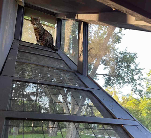 cat sitting tat the top of cat ladder