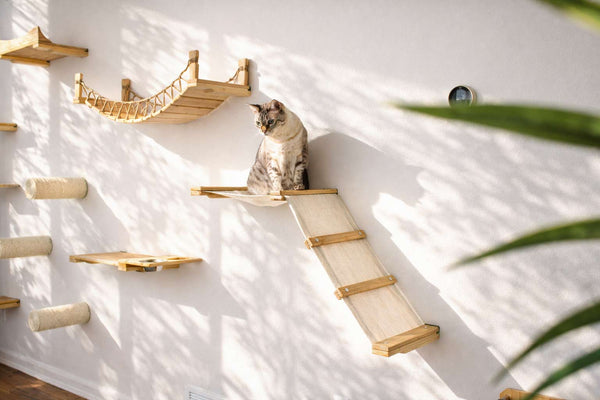 Cat sitting on a wooden cat shelf against a white wall with a plant in the corner.