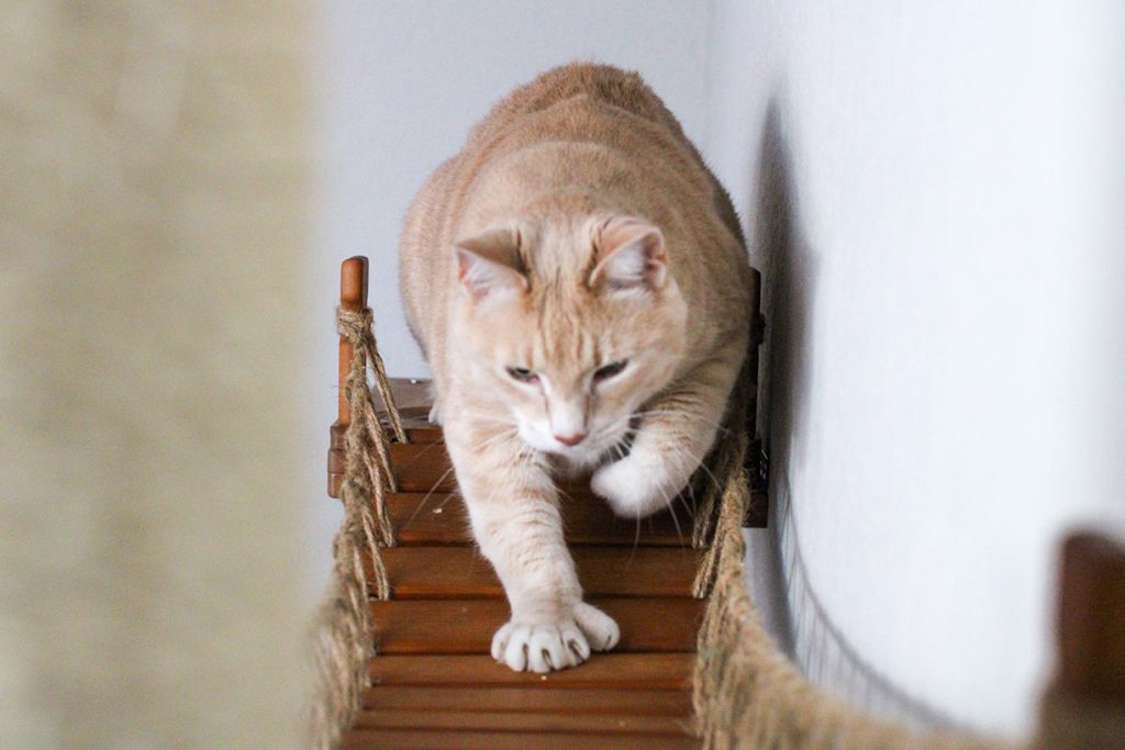 Bronson walking on a bridge