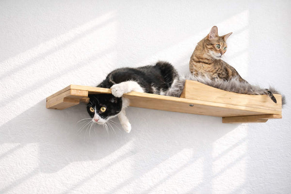 two cats playing on a bamboo cat wall bed