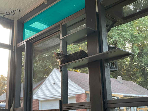 cat sitting on a cat shelf with blue space to show opening