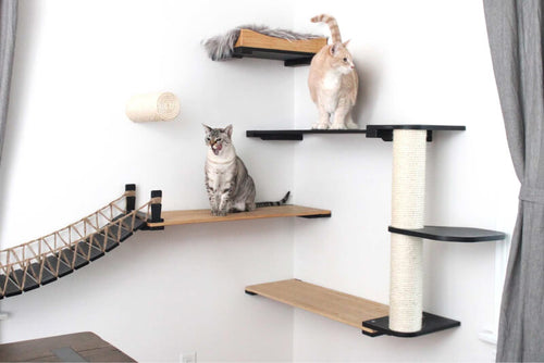 cats on a set of cat shelves