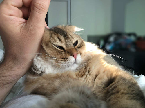 Person petting a cat with a blurred background