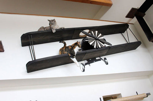 the cat bi plane with two cats