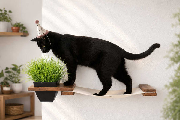 cat eating at grass with party hat on