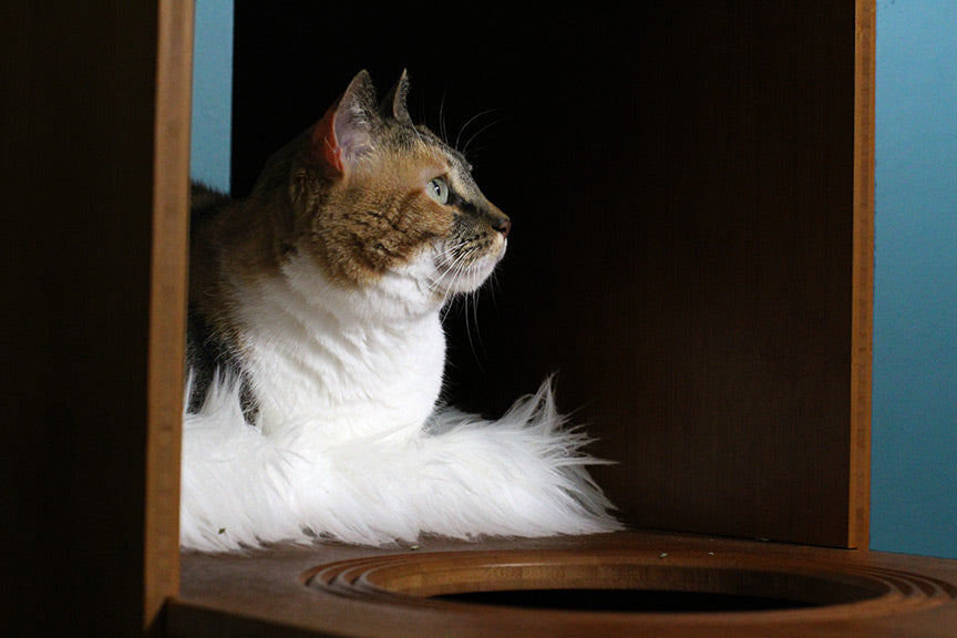 Cat sitting inside the Overlook Cat Tree