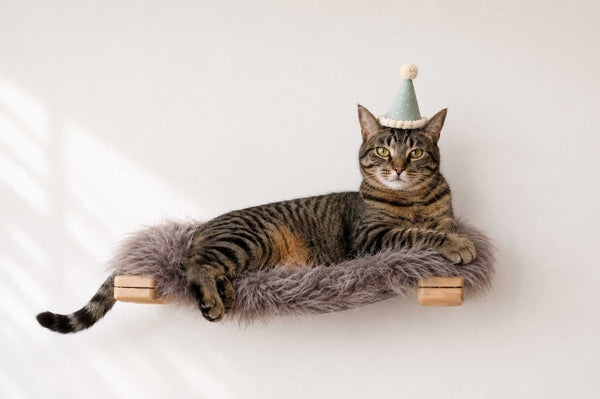 cat lounging on cat wall bed with party hat