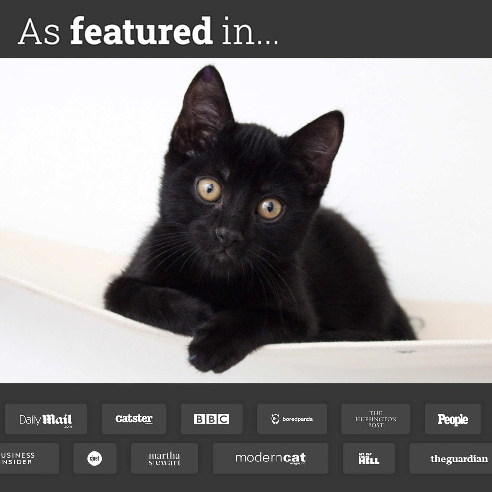 black kitten showcasing featured press