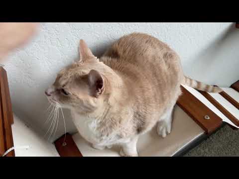 cat climbing on cat condo and bridge