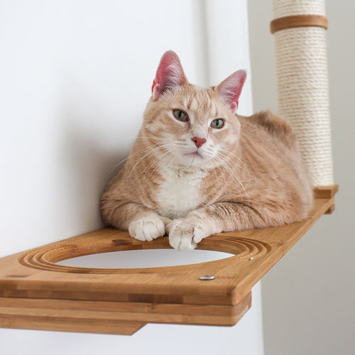 Cat on Escape Hatch