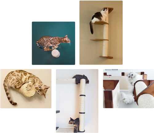 Various cats on their scratching poles