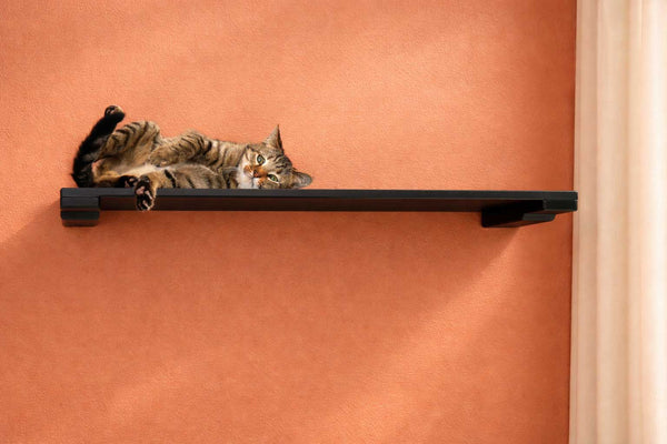 Cat lying on a black shelf against an orange wall