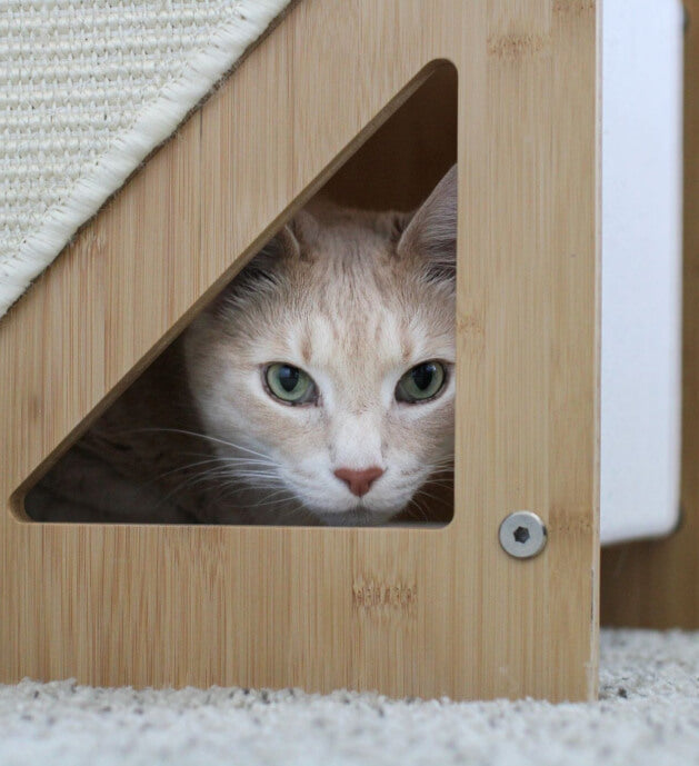 Cat looking through the window of the Overlook Cat Tree