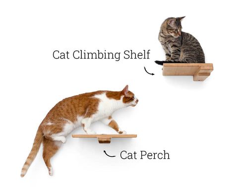 cats playing on small cat shelves