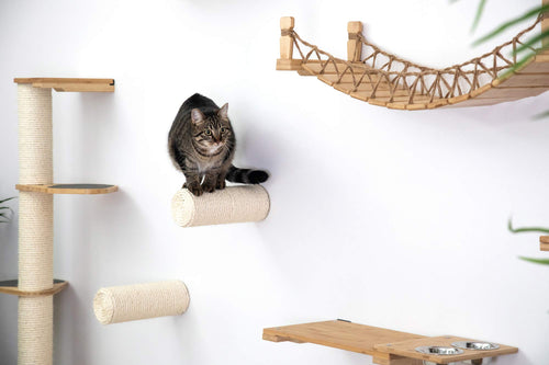 tabby kitten perched on a floating cat step before jumping to an elevated cat feeder shelf